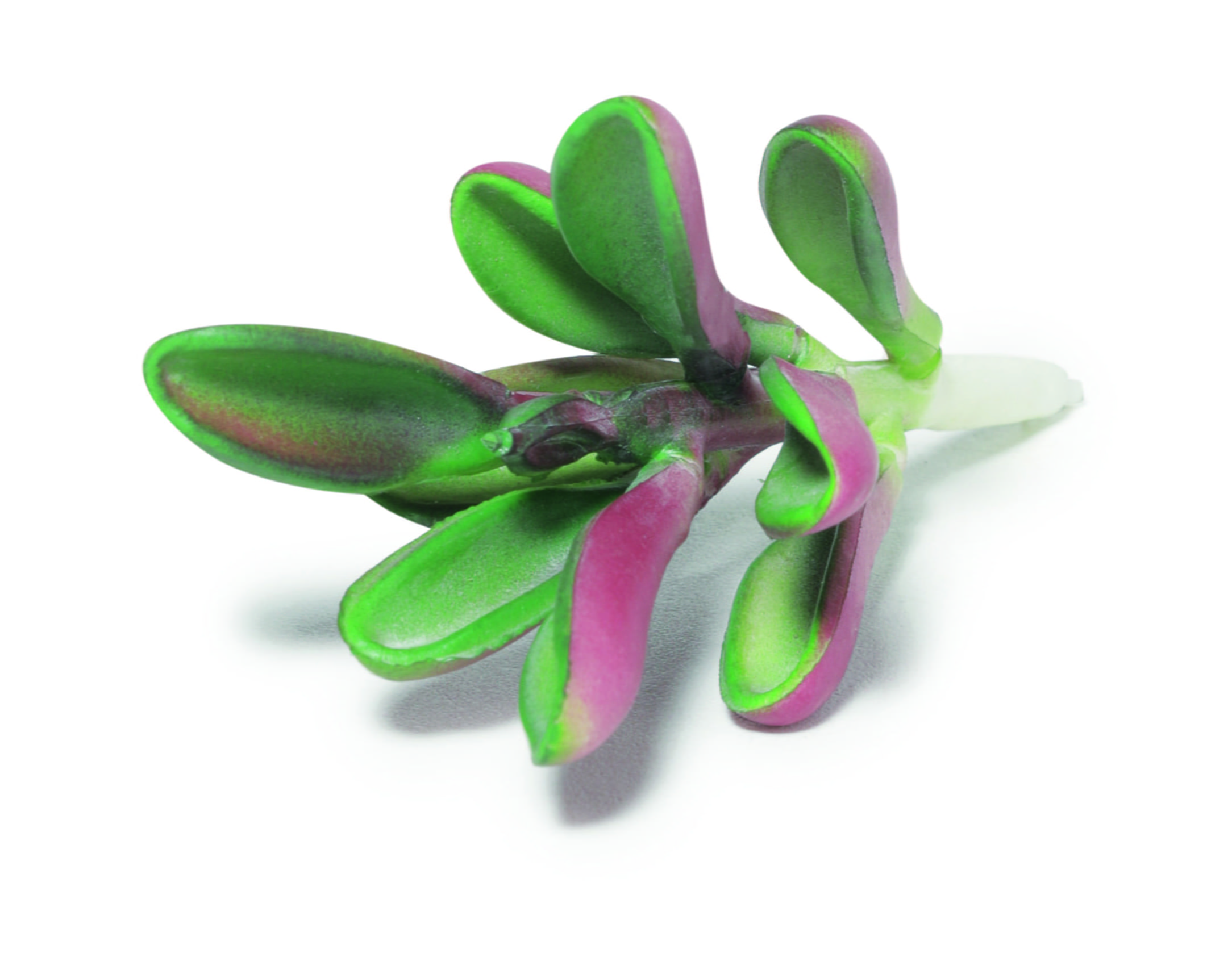 Suculenta Orelha de Shrek - Planta Artificial