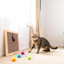 Grattoir - Arranhador de Parede em Polipropileno para Gatos 